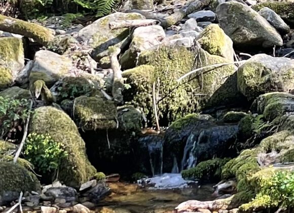 IMG_0964 petit ruisseau