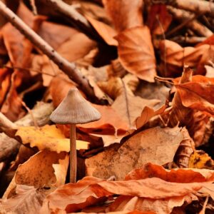Automne en Ardèche