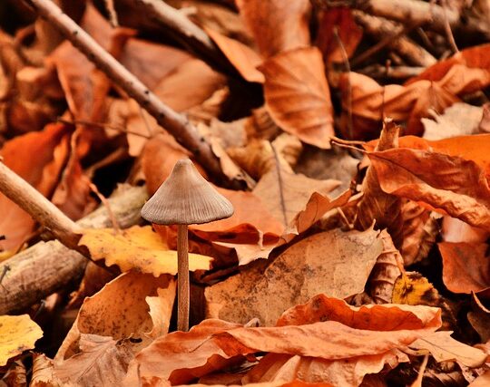 Automne en Ardèche