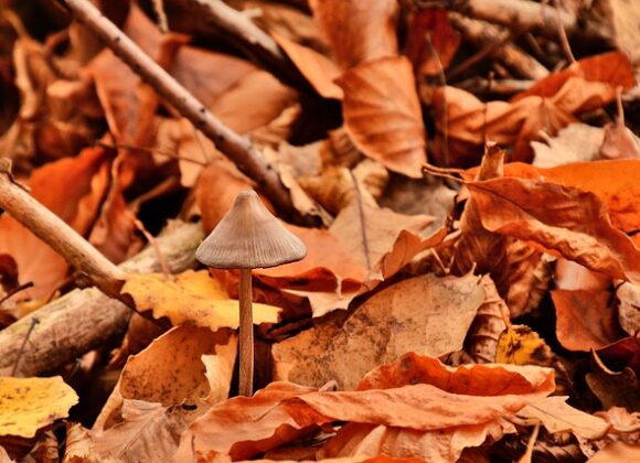 Automne en Ardèche