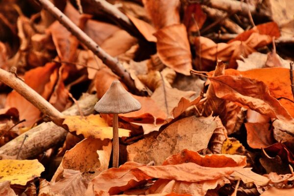 Automne en Ardèche